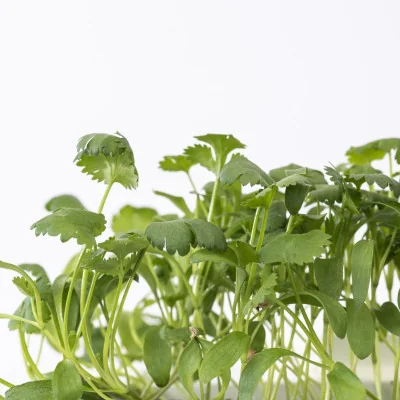 Focus on Coriander microgreens Focus on Coriander microgreens