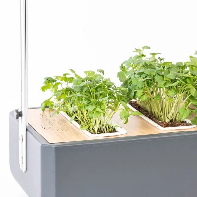 Coriander microgreens in Gourmet Coriander microgreens in Gourmet
