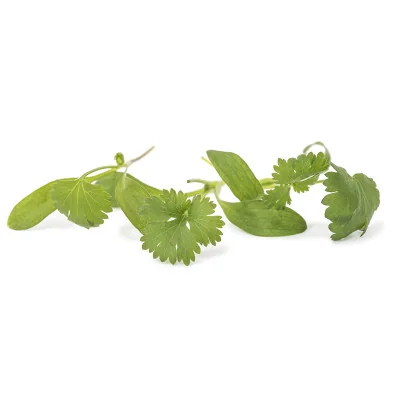 Several leaves of Coriander microgreens Several leaves of Coriander microgreens
