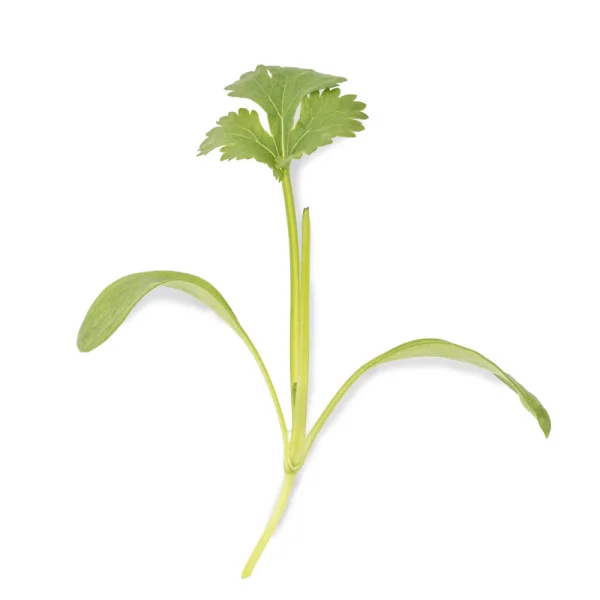 Leaf of Coriander microgreens