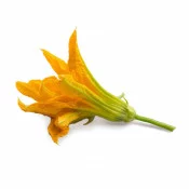 Fleur de Courgette BIO