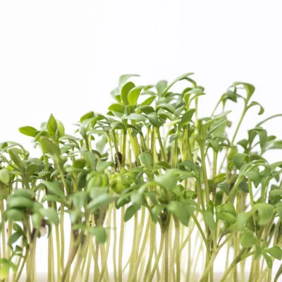 Focus on Cress microgreens Focus on Cress microgreens