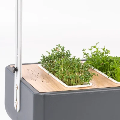 Cress microgreens in Gourmet Cress microgreens in Gourmet
