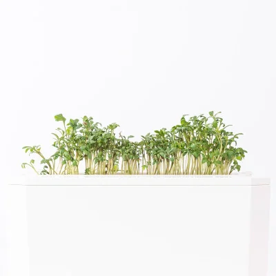 Cress microgreens - side view Cress microgreens - side view