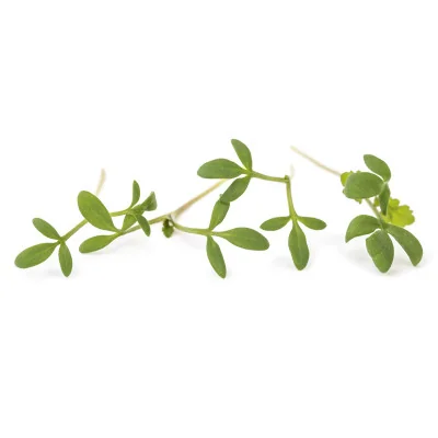 several leaves of Cress microgreens several leaves of Cress microgreens