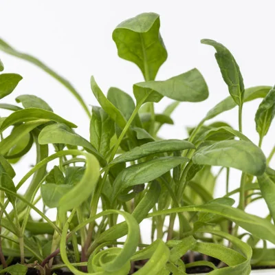 Focus on Lorelay spinach microgreens Focus on Lorelay spinach microgreens