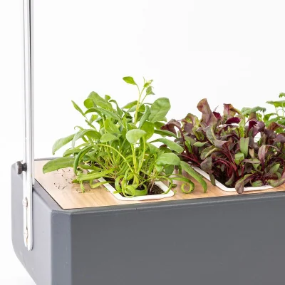 Lorelay spinach microgreens in Gourmet Lorelay spinach microgreens in Gourmet
