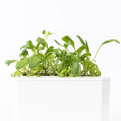 Lorelay spinach microgreens - side view Lorelay spinach microgreens - side view