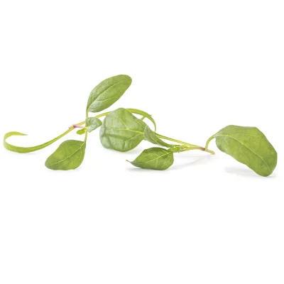 several leaves of Lorelay spinach microgreens several leaves of Lorelay spinach microgreens