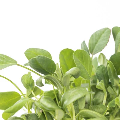 Focus on Fenugreek microgreens