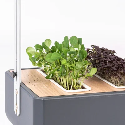 Fenugreek microgreens in Gourmet