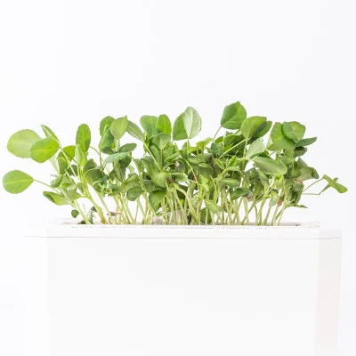 Fenugreek microgreens- side view