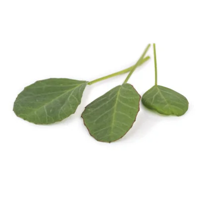 several leaves of Fenugreek microgreens