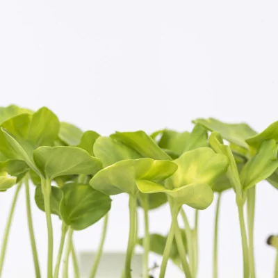 Focus on Hibiscus microgreens Focus on Hibiscus microgreens