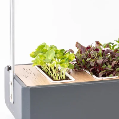 Hibiscus microgreens in Gourmet Hibiscus microgreens in Gourmet