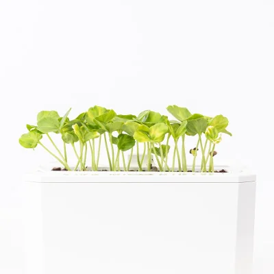 Hibiscus microgreens- side view Hibiscus microgreens- side view
