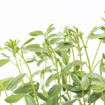 Focus on Red lentils microgreens Focus on Red lentils microgreens