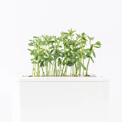 Red lentils microgreens- side view Red lentils microgreens- side view