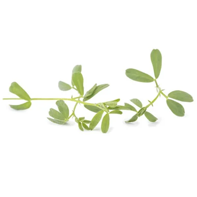 several leaves of Red lentils microgreens several leaves of Red lentils microgreens