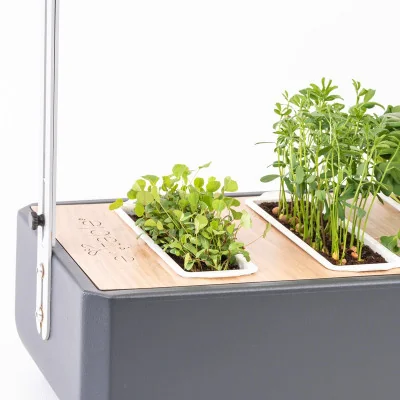 Alfalfa microgreens in Gourmet Alfalfa microgreens in Gourmet