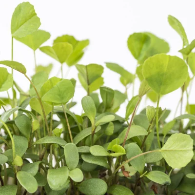 Focus on Alfalfa microgreens Focus on Alfalfa microgreens