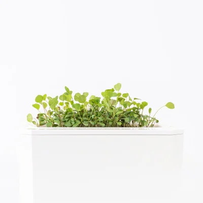 Alfalfa microgreens - side view Alfalfa microgreens - side view