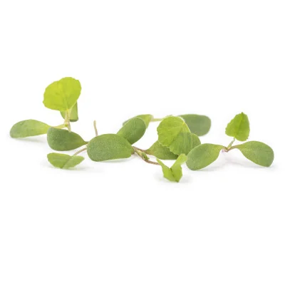 Several leaves of Alfalfa microgreens Several leaves of Alfalfa microgreens