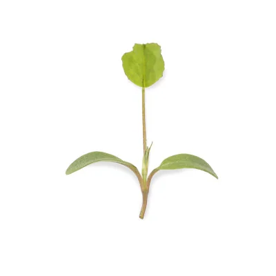 Leaf of Alfalfa microgreens Leaf of Alfalfa microgreens