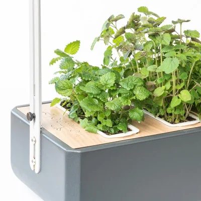 Lemon balm microgreens in Gourmet Lemon balm microgreens in Gourmet