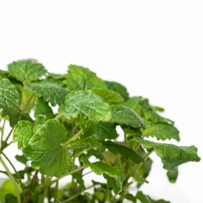Focus on Lemon balm microgreens Focus on Lemon balm microgreens