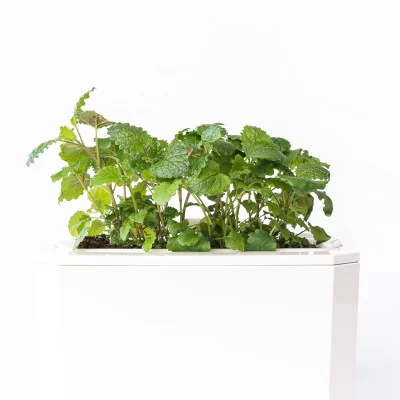Lemon balm microgreens - side view Lemon balm microgreens - side view