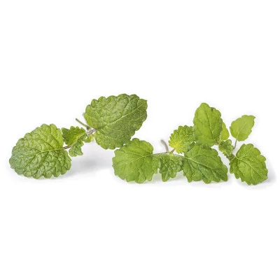 Several leaves of Lemon balm microgreens Several leaves of Lemon balm microgreens