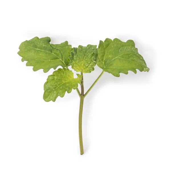 Leaf of Lemon balm microgreens