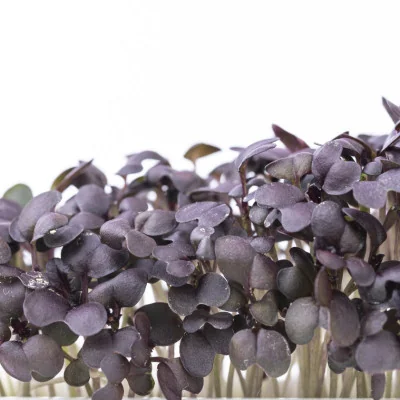 Focus on Red Mizuna microgreens Focus on Red Mizuna microgreens