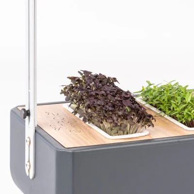 Red Mizuna microgreens in Gourmet Red Mizuna microgreens in Gourmet