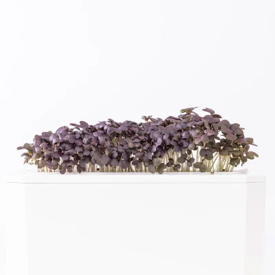 Red Mizuna microgreens - side view Red Mizuna microgreens - side view