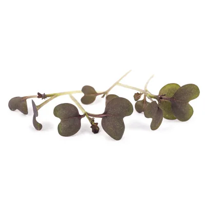 Several leaves of Red Mizuna microgreens Several leaves of Red Mizuna microgreens