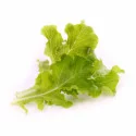 Organic Oakleaf Lettuce Lingot