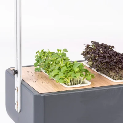 Green Mizuna microgreens in Gourmet Green Mizuna microgreens in Gourmet