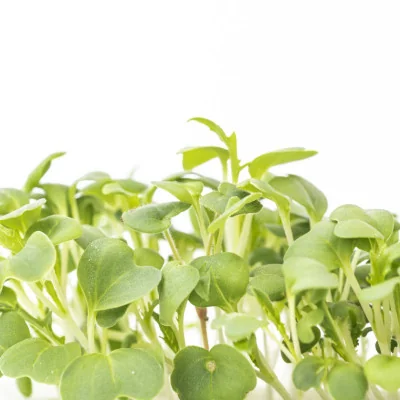 Focus on Green Mizuna microgreens Focus on Green Mizuna microgreens