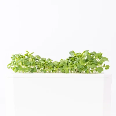 Green Mizuna microgreens- side view Green Mizuna microgreens- side view