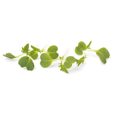 Several leaves of Green Mizuna microgreens Several leaves of Green Mizuna microgreens
