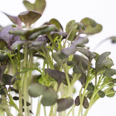 Focus on Red Mustard microgreens Focus on Red Mustard microgreens