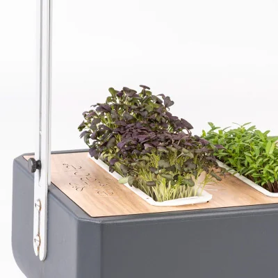Red Mustard microgreens in Gourmet Red Mustard microgreens in Gourmet
