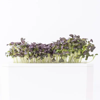 Red Mustard microgreens - side view Red Mustard microgreens - side view