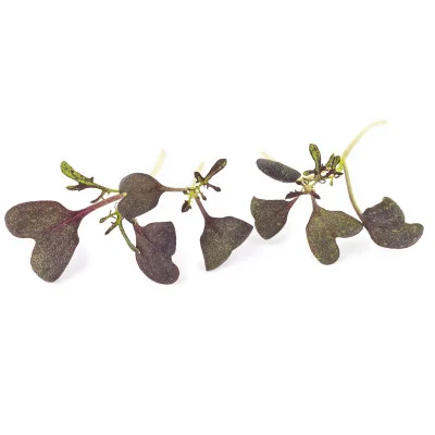 Several leaves of Red Mustard microgreens Several leaves of Red Mustard microgreens