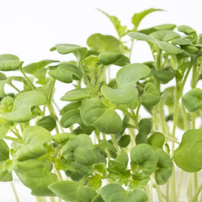 Focus on White mustard microgreens Focus on White mustard microgreens