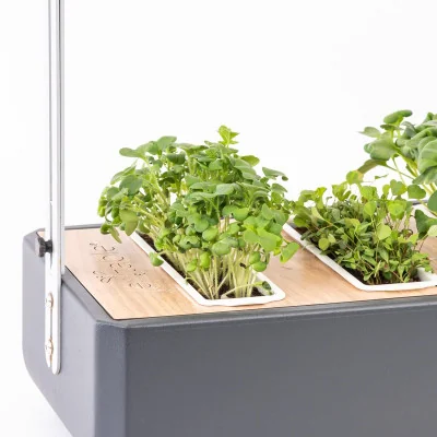 White mustard microgreens in Gourmet White mustard microgreens in Gourmet