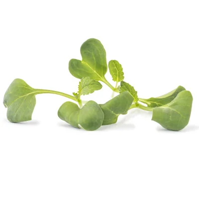 several leaves of White mustard microgreens several leaves of White mustard microgreens