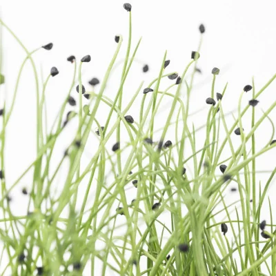 Focus on Onion microgreens
